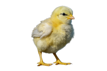 A fluffy yellow chick stands against a transparent background, showcasing its delicate features and soft down. background removed