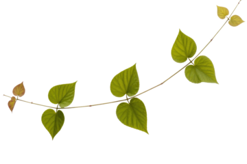 A vine with heart-shaped leaves on a transparent background, showcasing vibrant green and reddish hues. background removed