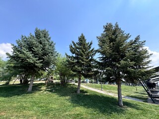 Group of evergreen conifer trees standing on green grass under bright blue sky. Scenic natural park landscape with pine trees, fresh air, and sunny summer day atmosphere for outdoor relaxation.