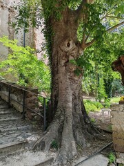 Part of the trunk of a centuries-old oak tree near Lunghezza Castle, a medieval castle named after the town of Lunghezza, in the municipality of Rome. Between Via Collatina and Via Tiburtina.