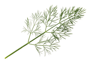 Fototapeta premium A sprig of fresh dill, isolated on a transparent background, showcasing its feathery green leaves. background removed