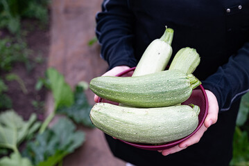 Freshly harvested zucchinis being held by a gardener in a vibrant green garden setting during the...
