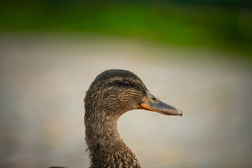 close up of a duck