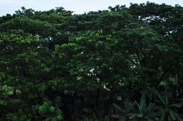 green plant in the village