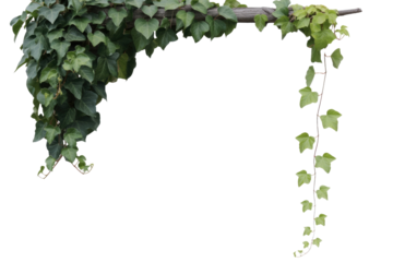 Ivy leaves on a wooden branch, isolated on a transparent background, creating a natural frame. background removed