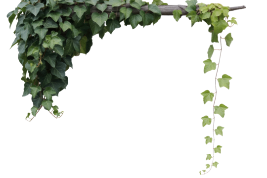 Ivy leaves on a wooden branch, isolated on a transparent background, creating a natural frame. background removed - Powered by Adobe