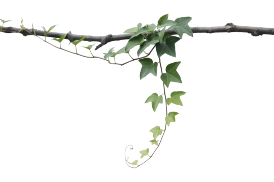 Ivy vine with green leaves climbing on a dark brown branch, isolated on transparent background. background removed