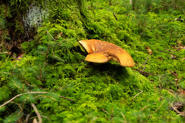 Brown wild mushroom growing on a moss-covered forest floor at the base of a tree. Natural woodland scene with vibrant green moss and soft light, symbolizing untouched nature, biodiversity, and wildern