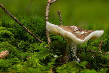 Close-up of a white wild mushroom growing on a moss-covered forest floor. Natural woodland scenery with vibrant green moss, twigs, and soft background, symbolizing biodiversity, untouched nature, and 