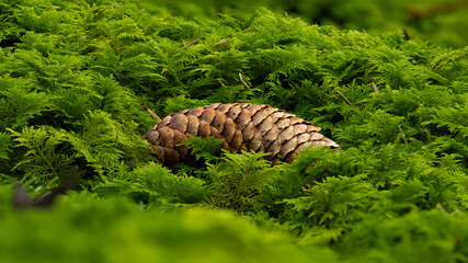 Close-up of a pine cone lying on lush green moss in a forest. Natural woodland background with vibrant greenery, symbolizing autumn, wilderness, and untouched nature.