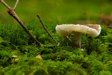 Close-up of a white wild mushroom growing on a moss-covered forest floor. Natural woodland scenery with vibrant green moss, twigs, and soft background, symbolizing biodiversity, untouched nature, and 
