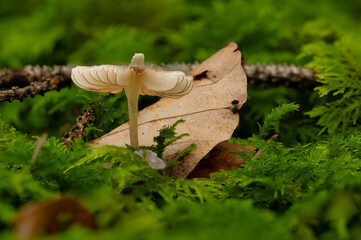Close-up of a delicate wild mushroom growing among green moss with a dry leaf in the background. Natural woodland scene highlighting the fragile beauty of fungi and the biodiversity of the forest floo
