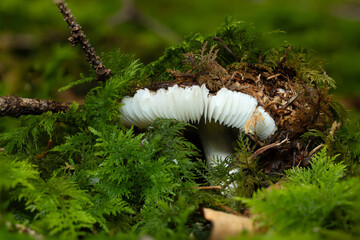Close-up of a white wild mushroom partially covered with soil, moss, and forest debris. Natural woodland scene with vibrant green moss, symbolizing biodiversity, wilderness, and the hidden beauty of t