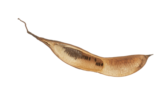 Close-up of a dried seed pod, opened to reveal dark seeds inside against a transparent background. background removed