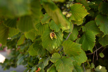 Close-up of ripe hazelnut opening in its shell among green hazel leaves. Symbol of autumn harvest, organic nutrition, and healthy food.