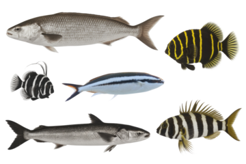 Six different species of fish are shown against a transparent background, showcasing their unique patterns and forms. background removed