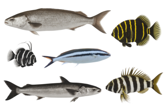 Six different species of fish are shown against a transparent background, showcasing their unique patterns and forms. background removed