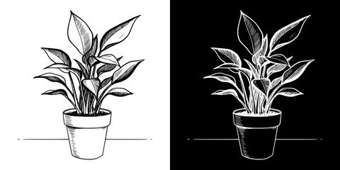 Monochrome potted plant illustration, two design options on transparent and black backgrounds, pencil drawing, chalk drawing
