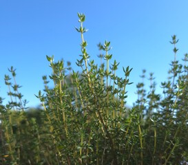 oregano with blue sky