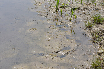 Gr&uuml;ne Langbeinfliege, Poecilobothrus nobilitatus