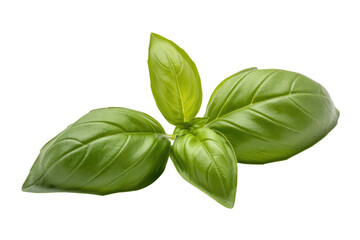Fototapeta premium A sprig of fresh green basil leaves, isolated on a transparent background. background removed