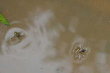Grüne Langbeinfliege, Poecilobothrus nobilitatus