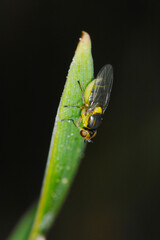 Gelbe Getreidehalmfliege, Chlorops pumilionis