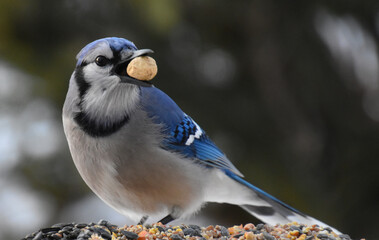A blue jay at the feeder, Sainte-Apolline, Québec, Canada