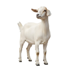 Fototapeta premium White Domestic Goat Standing Cut Out PNG.