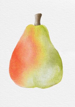 Pear Watercolor Illustration