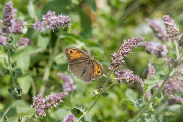 Meadow brown (maniola jurtina) butterfly perched on a pink flower in Zurich, Switzerland