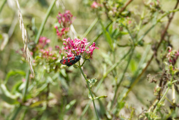 Six-spot Burnet (Zygaena filipendulae) moth sitting on pink flower in Zurich, Switzerland