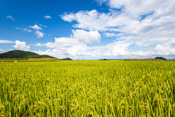 green field and blue sky