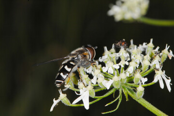 Schwebfliegen, Späte Grossstirnschwebfliege, Scaeva pyrastri