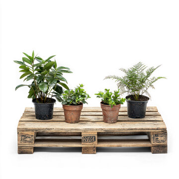 Four potted plants on a wooden pallet with a transparent background