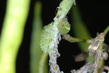 Schwebfliegenlarve, Läusekolonie