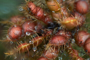 Close-up of dew-kissed, spiky seed pods, showcasing nature's intricate details with water droplets clinging to the textured surface