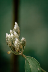 Close-up of Delicate White Flower Buds Against a Soft Green Backdrop