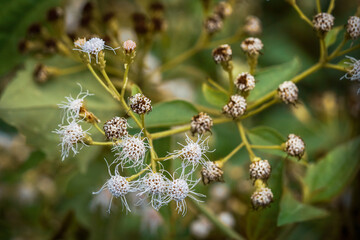 Intricate macro view of fluffy white blossoms and emerging flower buds on a leafy green plant, capturing the subtle beauty and delicate textures of nature's intricate flora