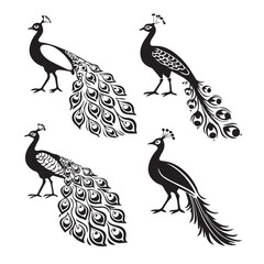 Fototapeta premium Elegant peacock silhouettes with decorative tails isolated on white background