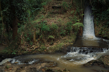 A hidden waterfall cascades down a rocky ledge into a serene jungle stream in a lush tropical forest