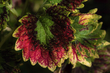 Detailed macro photograph of a colorful coleus plant leaf displaying a vibrant mosaic of red, green, and yellow patterns