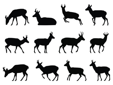 Collection of silhouette prongs deer in various poses vector