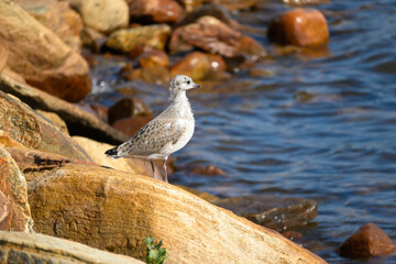Small Seagull on Rock by Lake on Sunny Day