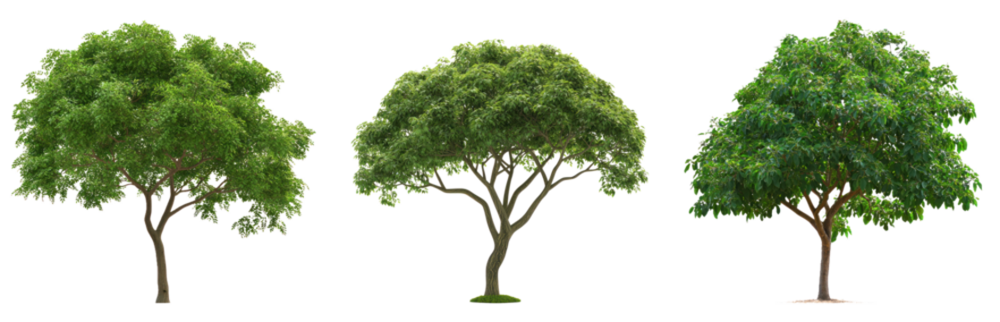 Moringa Tree (Expanded type) isolated on transparent background