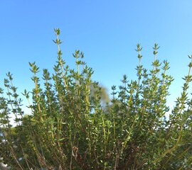 Oregano herb and sky