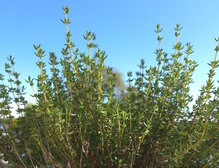 Oregano herb and blue sky