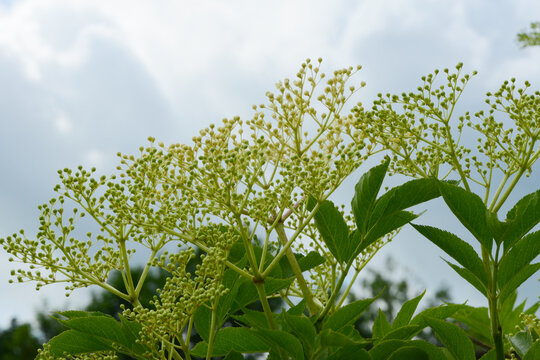 Schwarzer Holunder,  Sambucus nigra,  Kulturanbau, Bl&uuml;te