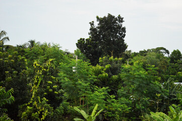 green plant in the village