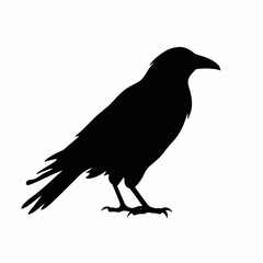 Fototapeta premium Bold, stark raven showing details in a striking black silhouette